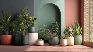 室内多彩盆栽装点空间