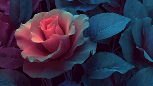 梦幻粉玫瑰与深绿叶