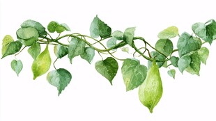 水彩绘藤蔓绿叶清新画面
