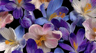 多彩番红花花卉特写