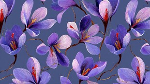 紫色番红花花卉图案背景