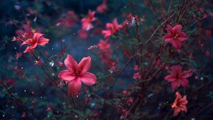 梦幻粉色花朵绽放美景