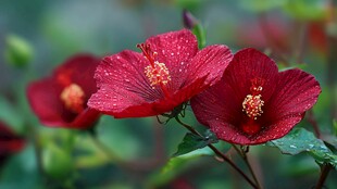 娇艳红槿花带露绽放