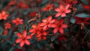 娇艳红花朵朵绽放