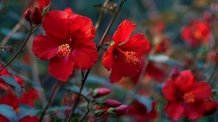 娇艳红花朵朵绽放