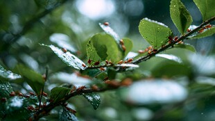 雨后带露的翠绿枝叶