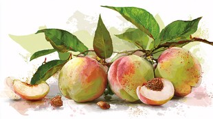 水彩绘鲜嫩多汁的桃子