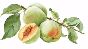 鲜嫩青桃带枝水彩画