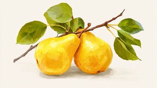 两个黄梨带绿叶水彩画