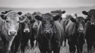 牛群凝视镜头的黑白画面