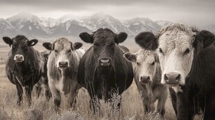 草原上的牛群与远山美景