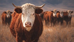 草原上的牛群特写