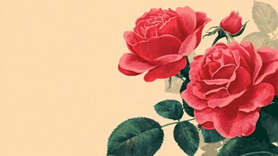 复古红玫瑰插画