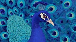 蓝色孔雀开屏绚丽瞬间