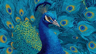 蓝孔雀开屏 绚丽羽毛展示