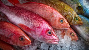 冰鲜多彩海鱼展示