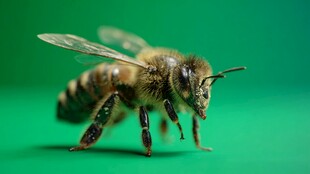 绿背景下辛勤的小蜜蜂