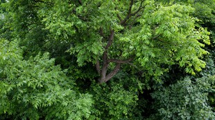 茂密绿意盎然的繁茂树林