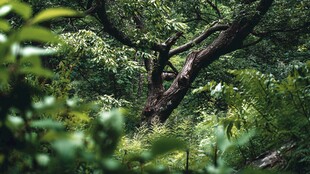 繁茂森林中的粗壮老树