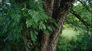粗壮树干旁的繁茂绿叶