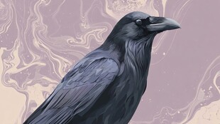 黑乌鸦特写 神秘氛围画面