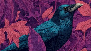 蓝鸦栖于紫叶间