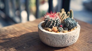 桌上多彩仙人掌小盆栽