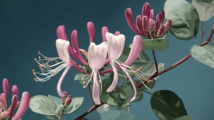 娇艳金银花特写