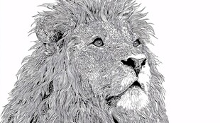 黑白雄狮素描头像