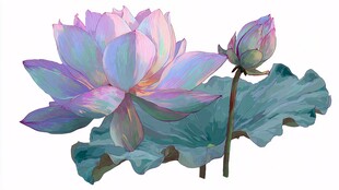 梦幻多彩荷花与荷叶