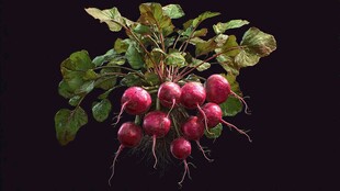 新鲜红皮萝卜带翠绿茎叶