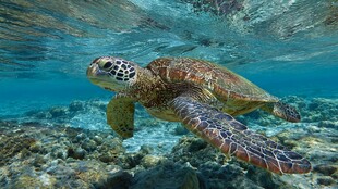 海龟畅游于海底斑斓世界