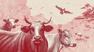 乡村牧场景象中的牛与飞鸟