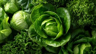 新鲜嫩绿生菜大集合