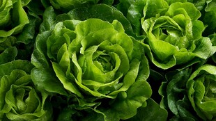 鲜嫩生菜 绿意盎然