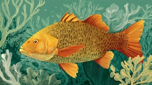 橙色锦鲤悠游海底世界