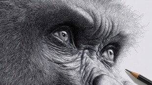 逼真大猩猩素描特写