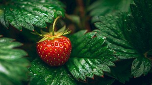 一颗鲜润草莓卧于绿叶间