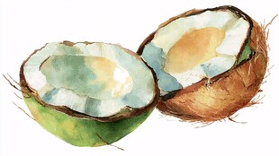 水彩画中切开的新鲜椰子