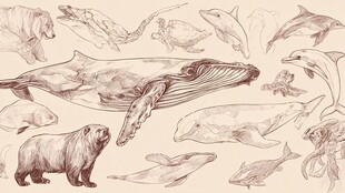 手绘海洋哺乳动物集合图