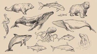 手绘海洋生物集合