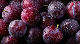 新鲜紫李覆水珠