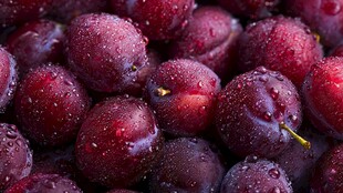 新鲜带水珠的紫红色李子