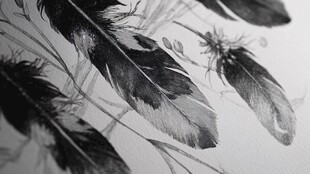 黑白羽毛特写艺术画面