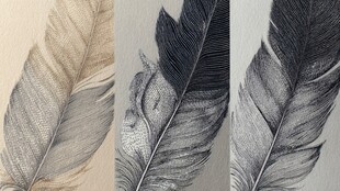 黑白羽毛艺术画作展示