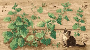 木墙上的猫咪与绿植