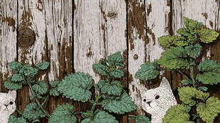 木墙旁的猫咪与绿植