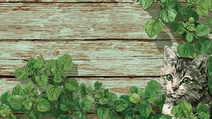 木墙边绿叶中的可爱小猫