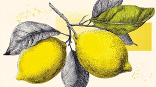 手绘柠檬枝上的鲜黄果实