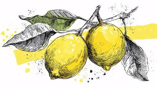 手绘柠檬插画 清新自然风